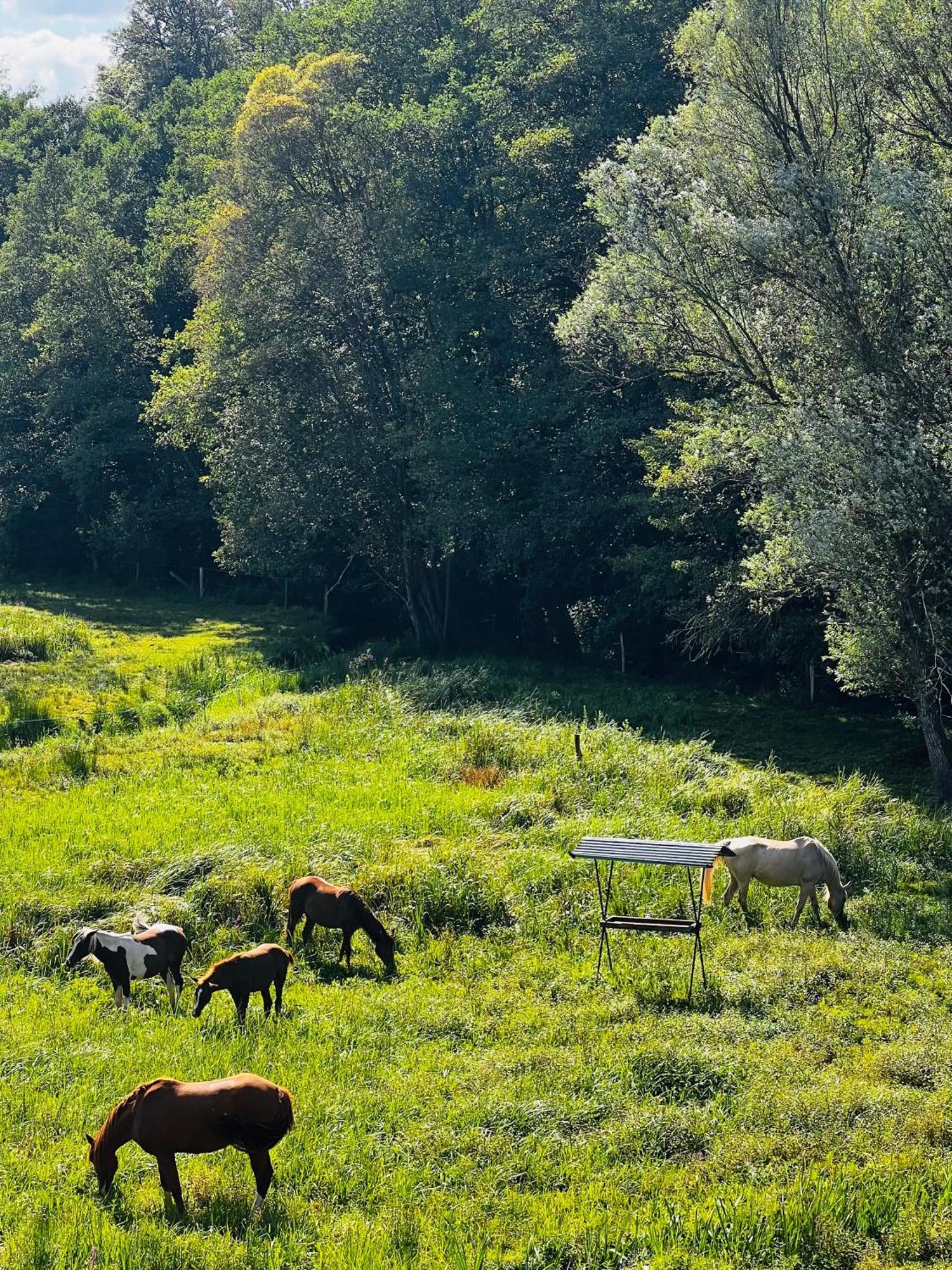 Maison D'Hotes En Pleine Nature Avec Chevaux Soucht Exteriér fotografie