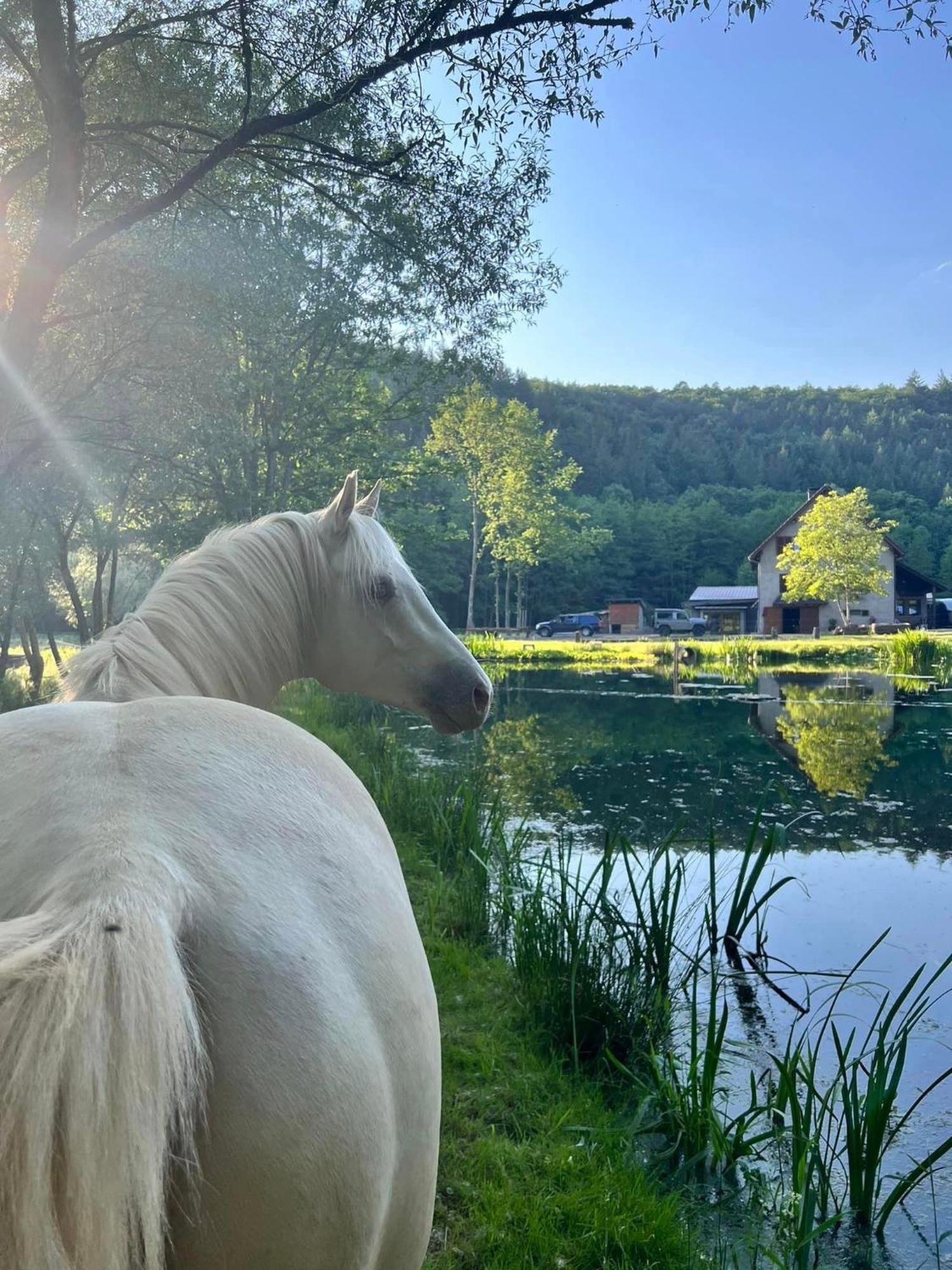 Maison D'Hotes En Pleine Nature Avec Chevaux Soucht Exteriér fotografie
