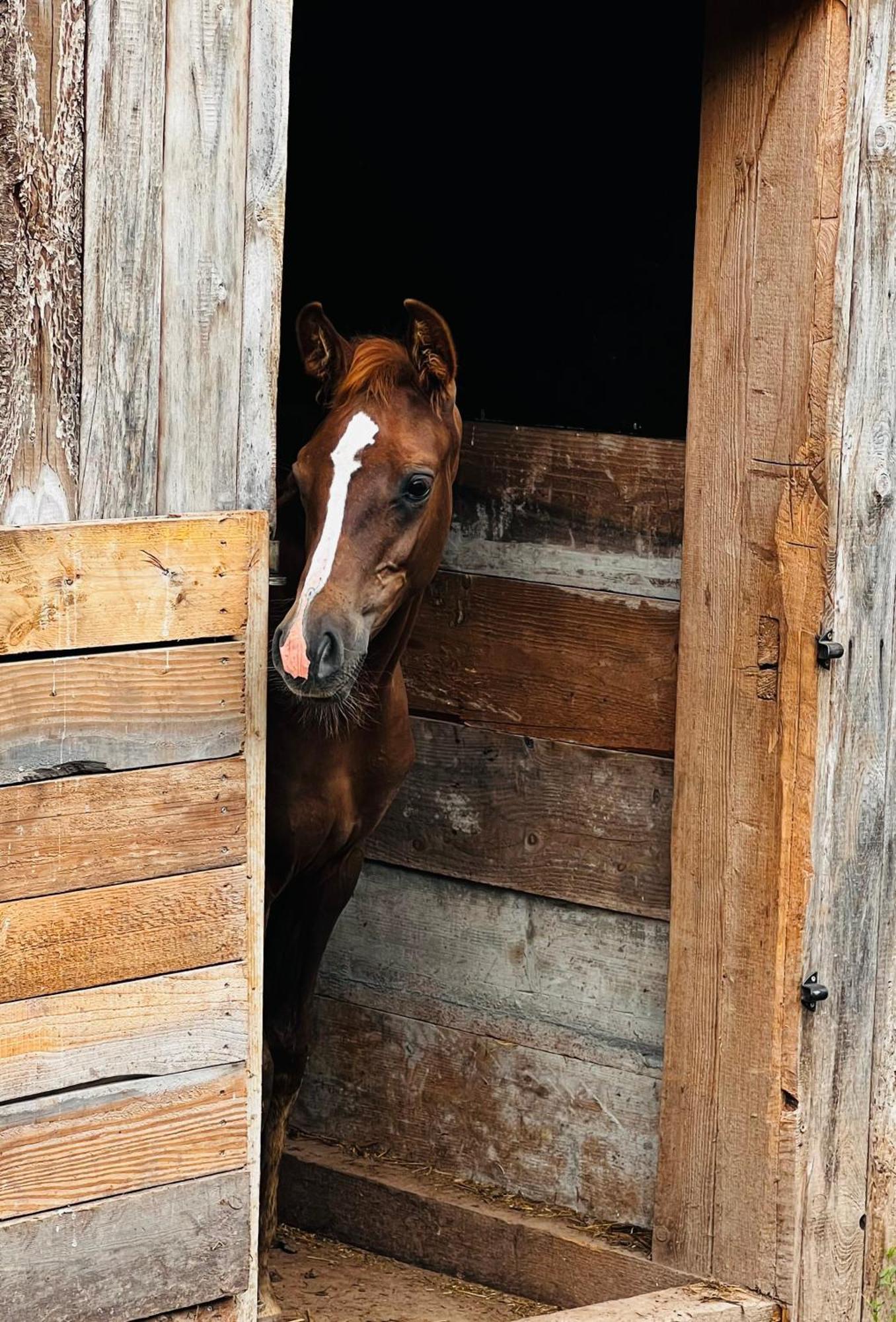 Maison D'Hotes En Pleine Nature Avec Chevaux Soucht Exteriér fotografie