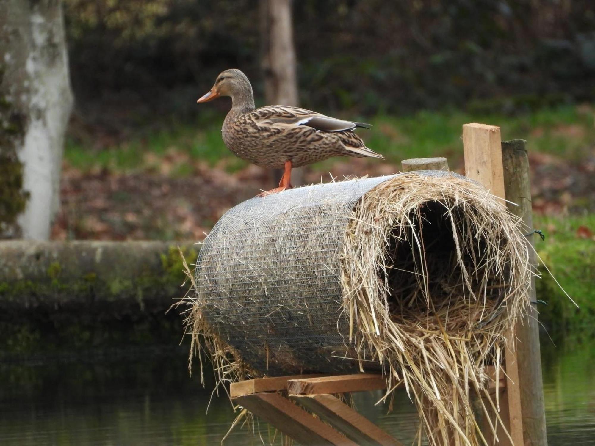 Maison D'Hotes En Pleine Nature Avec Chevaux Soucht Exteriér fotografie